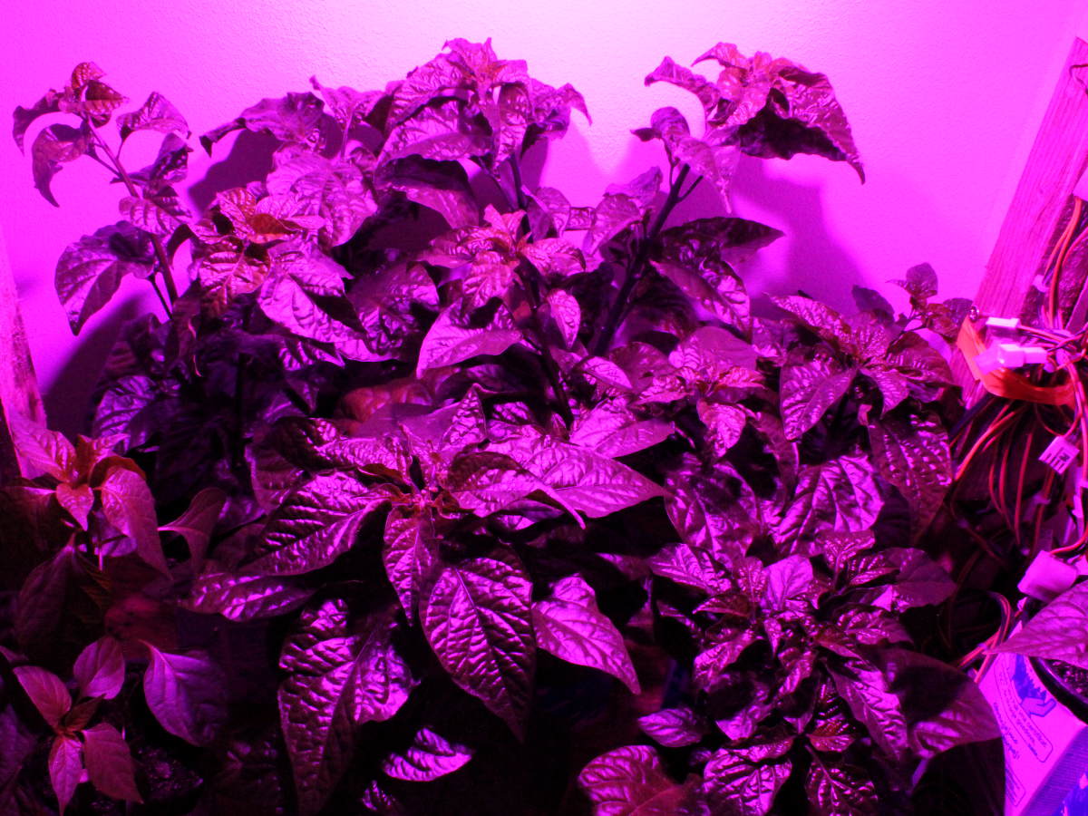 What Plants Do Well Under Grow Lights