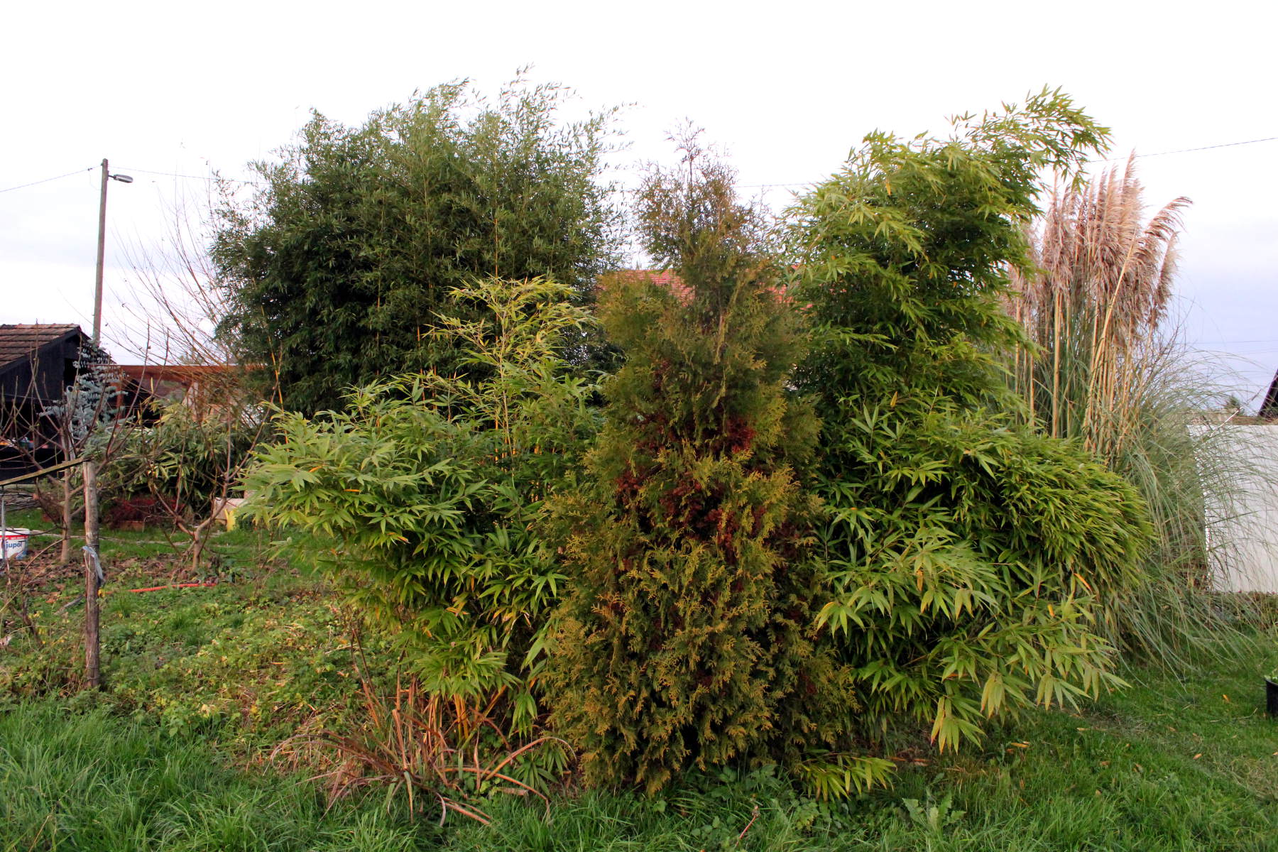 phyllostachys pubescens 'Moso' fall 2016