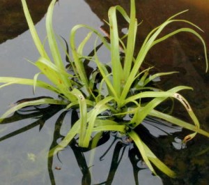 Few months old Cyperus alternifolius seedling