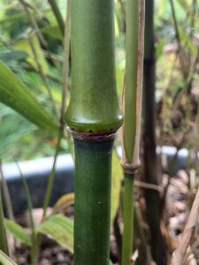 Thorns are starting to emerge around the nodes