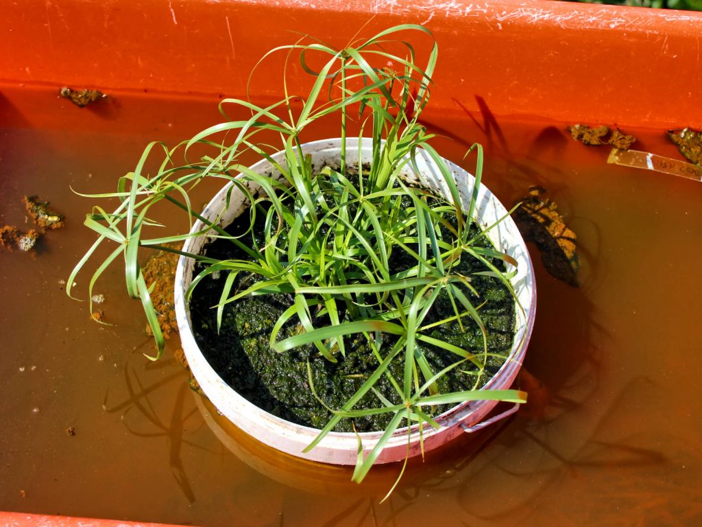 Cyperus alternifolius in the beginning of June.