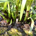 Cyperus alternifolius shoots are getting thicker.