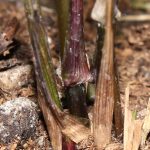 Thorns started to form around the Chimonocalamus pallens node