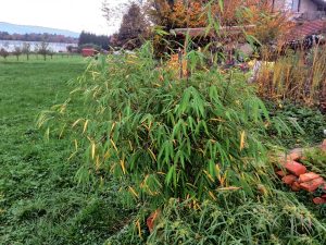 Borinda fungosa in the fall, loosing some of it's leaves.