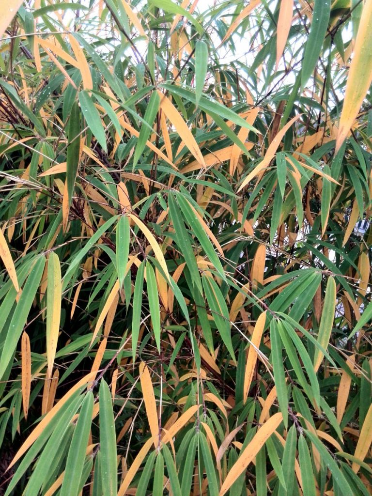 In the fall, a lot of leaves turn yellow and falls off.