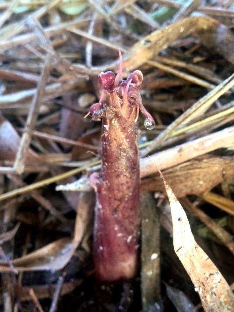 Like every fall,  large colorful shoots started to appear