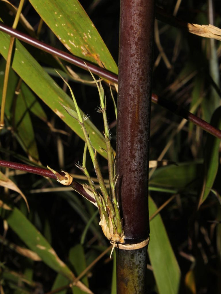 Colorful culm with fresh set of branches.