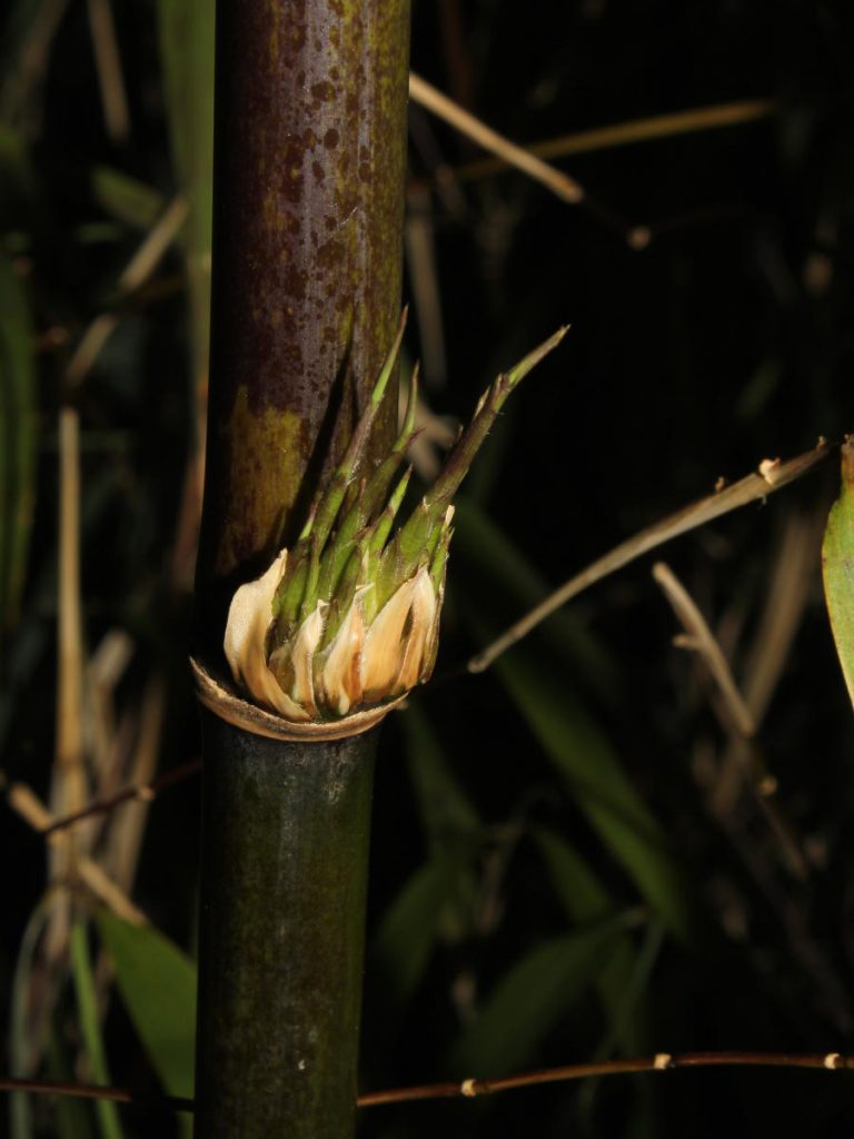 'Explosive' branching of Borinda fungosa.