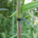 Hairy culm sheath and node