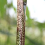 Hair on very large culm sheath that hardly allows node to come out