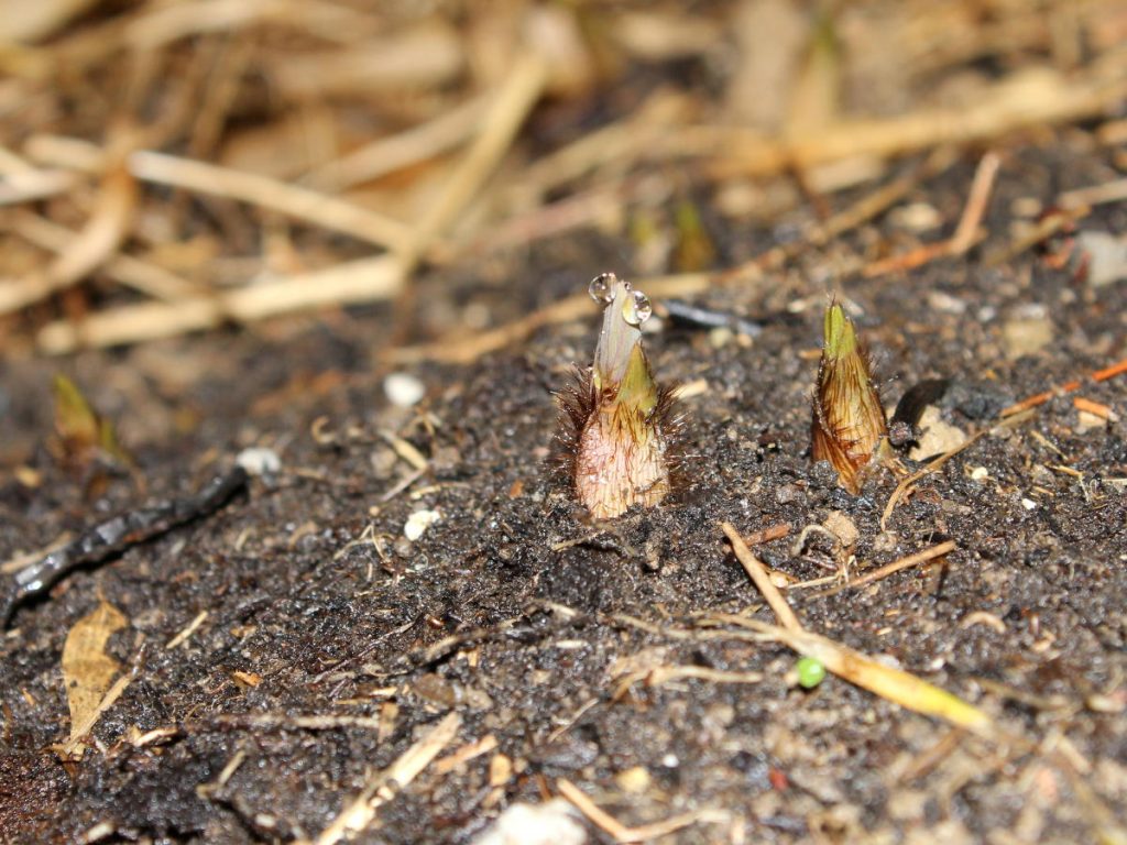 Hairy F. Rufa shoots starting to emerge.