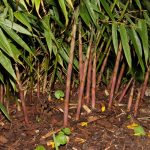 Numerous shoots appearing  around the clump each spring.