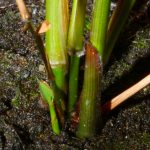 2 months old Borinda fungosa seedling