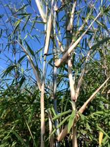 Borinda fungosa branching out in early autumn