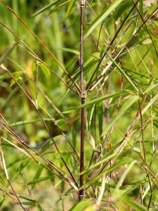 That's the reason it's called 'Chocolate Bamboo'.