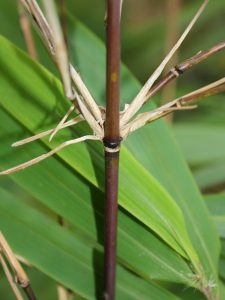 Culms exposed to sun turn to chocolate brown color.