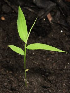 Three weeks old Borinda fungosa seedling