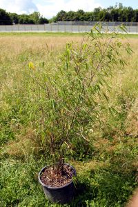 Loosing most of the culms, seedling again started to look promising.