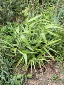 One year old moso wilting leaves during hot suny day