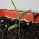 Healthy young seedling