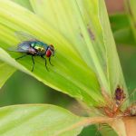 Fly on deficient bamboo