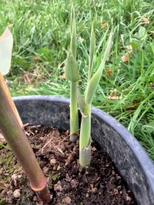 Despite low temperatures, some of transplanted plants started shooting.