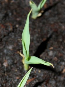 Arundo donax shoots from culm layering