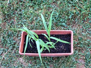 Arundo donax shoots