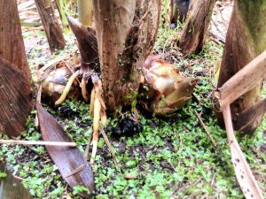 Arundo donax buds