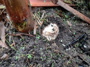 Voles love to eat Arundo donax's rhizomes.