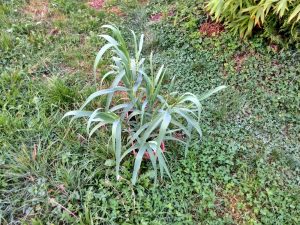 Three months old Arundo.