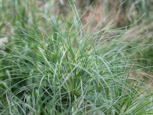 Flowering Papyrus King Tut