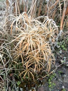 It changed color from dark green to straw yellow. I'm keeping those bushes, because they look quite fascinating.