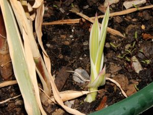 arundo-donax-variegata