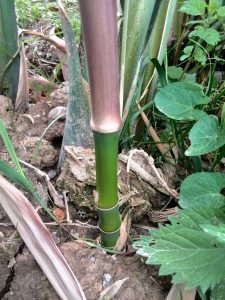 Compressed internodes are typical for Phyllostachys aurea