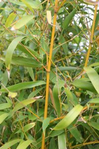 Phyllostachys aurea