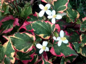 Flowering Chameleon plant