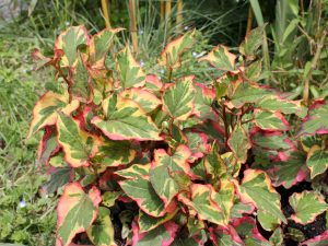 Striking colors of Houttuynia cordata ‘Chameleon’