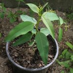 Eucalyptus globulus grows extremely fast.