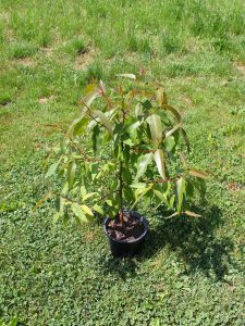 Eucalyptus globulus in early summer