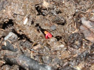 Emerging Eucalyptus gunii seedling