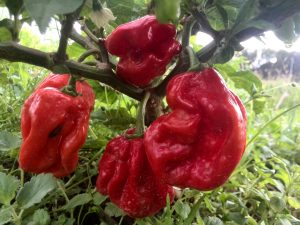 Powerful chillies getting ready for harvest