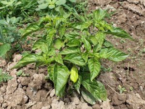 Trinidad Moruga Scorpion chili