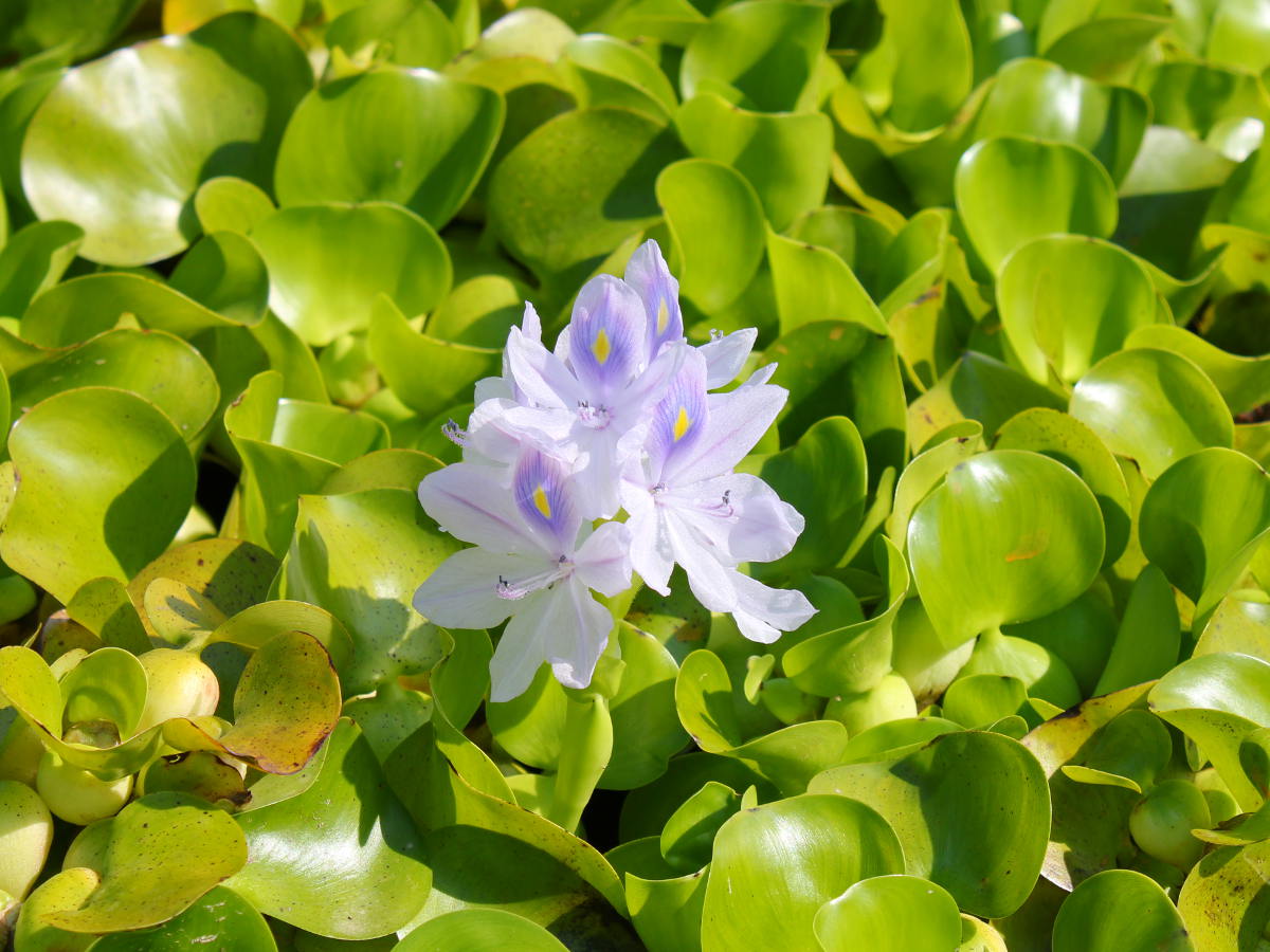 Water hyacinth (Eichhornia crassipes)