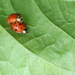 chinese-ladybugs