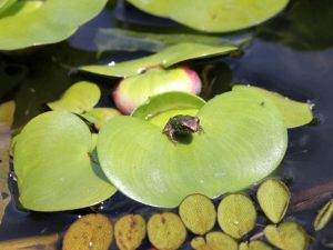 Young frog sitting on water hyacinth leaf