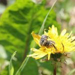 Hairy bugs copulating.