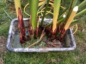 Papyrus in it's temporary container