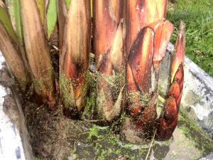 Overwintering Cyperus Papyrus