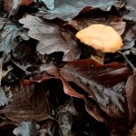 Winter mushrooms